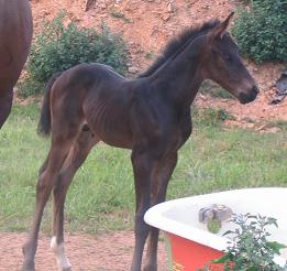 Sully with the bathtub