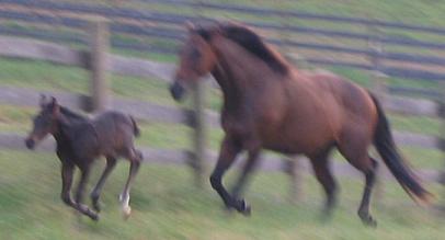 Sully running with mom